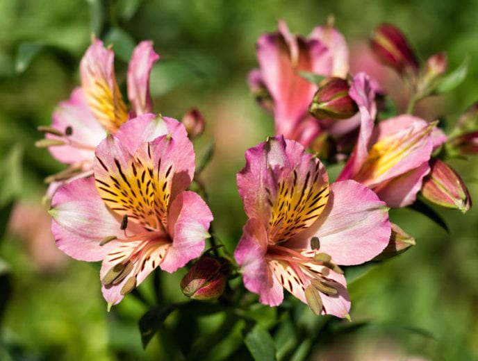 ALSTROEMERIA INTICANCHA - Badapedia